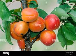 Attēlu rezultāti vaicājumam “Prunus armeniaca fruit”