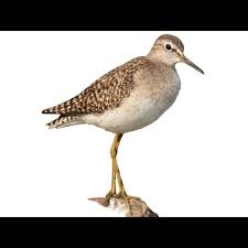 Attēlu rezultāti vaicājumam “Tringa glareola”