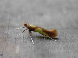 Attēlu rezultāti vaicājumam “Caloptilia alchimiella”