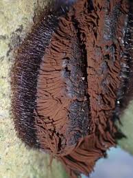 Attēlu rezultāti vaicājumam “Stemonitis axifera var. smithii”