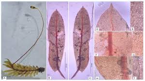 Attēlu rezultāti vaicājumam “Fissidens gracilifolius”