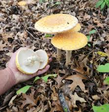 Attēlu rezultāti vaicājumam “Amanita muscaria”