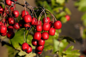 Attēlu rezultāti vaicājumam “Crataegus monogyna fruit”