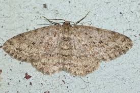 Attēlu rezultāti vaicājumam “Ectropis crepuscularia”