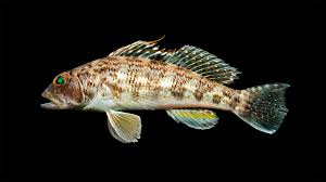 Image result for Centropristis striata