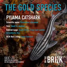 Image result for Poroderma africanum