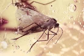 Attēlu rezultāti vaicājumam “Sciaridae”