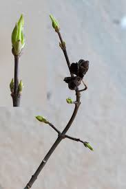 Attēlu rezultāti vaicājumam “Euonymus europaeus bud”