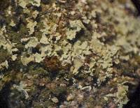 Attēlu rezultāti vaicājumam “Cladonia caespiticia”