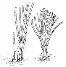 Attēlu rezultāti vaicājumam “Arcyria affinis stalked”