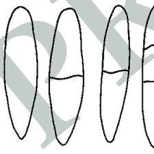 Attēlu rezultāti vaicājumam “Hymenoscyphus fructigenus var. coryli”