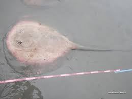 Image result for Styracura pacifica