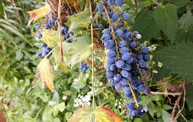 Attēlu rezultāti vaicājumam “Mahonia aquifolium fruit”