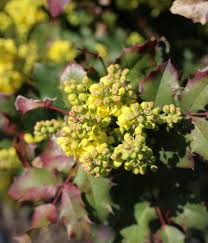Attēlu rezultāti vaicājumam “Mahonia aquifolium bud”