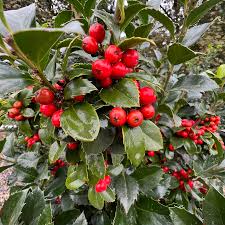 Attēlu rezultāti vaicājumam “Ilex x meserveae”