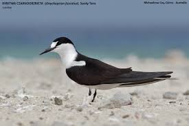 Image result for Onychoprion fuscatus