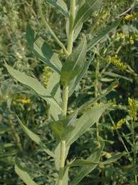 Attēlu rezultāti vaicājumam “Solidago virgaurea leaf”