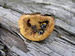 Attēlu rezultāti vaicājumam “Diaperis boleti imago”