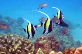 Image result for Great Western Divers