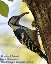 Attēlu rezultāti vaicājumam “Dendrocopos leucotos female”