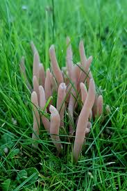 Attēlu rezultāti vaicājumam “Clavaria fumosa”