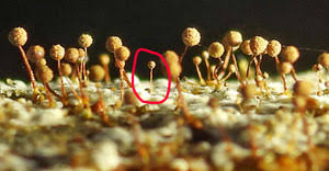 Attēlu rezultāti vaicājumam “Craterium aureonucleatum young”