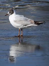 Attēlu rezultāti vaicājumam “Larus ridibundus”