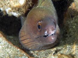 Image result for Gymnothorax vicinus