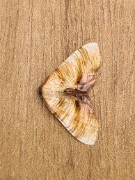 Attēlu rezultāti vaicājumam “Plagodis dolabraria”