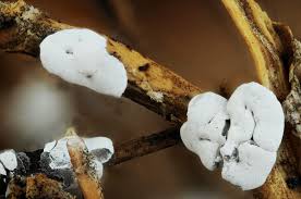 Attēlu rezultāti vaicājumam “Diderma subincarnatum spores”