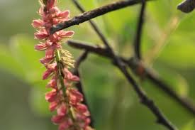 Attēlu rezultāti vaicājumam “Magnolia kobus fruit”