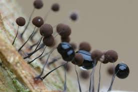 Attēlu rezultāti vaicājumam “Comatricha meandrispora macro”