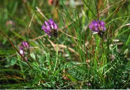 Attēlu rezultāti vaicājumam “Astragalus danicus leaf”
