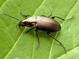 Attēlu rezultāti vaicājumam “Poecilus lepidus”