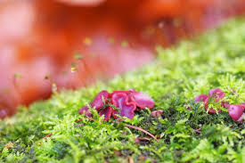 Attēlu rezultāti vaicājumam “Brefeldia maxima macro”