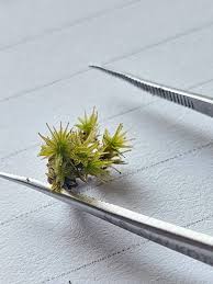 Attēlu rezultāti vaicājumam “Lophocolea coadunata”