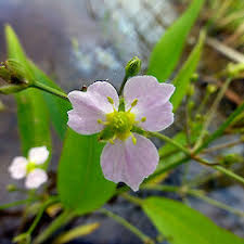 Attēlu rezultāti vaicājumam “Alisma lanceolatum”