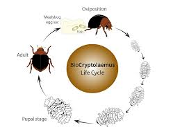 Image result for Cryptolaemus