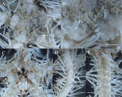 Attēlu rezultāti vaicājumam “Ophiotheca sp.”
