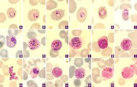 Attēlu rezultāti vaicājumam “Enteridium variabile plasmodium”