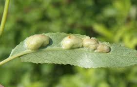 Attēlu rezultāti vaicājumam “Pontania proxima”