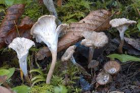 Attēlu rezultāti vaicājumam “Pseudocraterellus sinuosus”