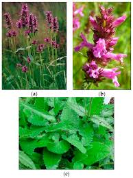 Attēlu rezultāti vaicājumam “Stachys officinalis leaf”