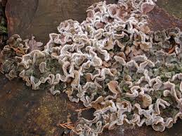 Attēlu rezultāti vaicājumam “Auricularia mesenterica”