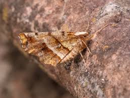 Attēlu rezultāti vaicājumam “Selenia dentaria imago”