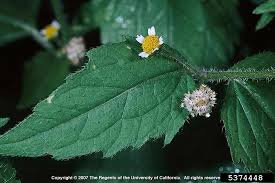 Attēlu rezultāti vaicājumam “Galinsoga quadriradiata leaf”