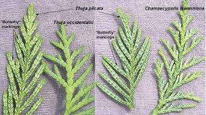 Attēlu rezultāti vaicājumam “Thuja plicata flower”