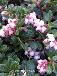 Attēlu rezultāti vaicājumam “Arctostaphylos uva-ursi”