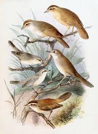 Image result for Phylloscopus schwarzi