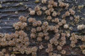 Attēlu rezultāti vaicājumam “Melanospora lagenaria”